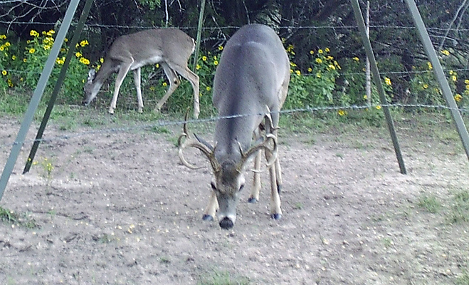 11 point buck