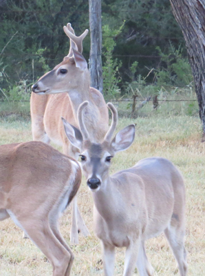 2 Cull buck