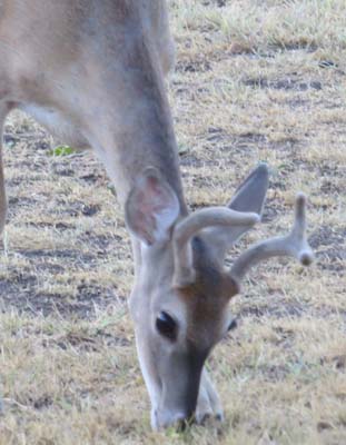 3 point buck