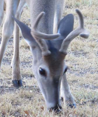 4 point buck